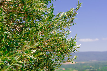 olivenbaum