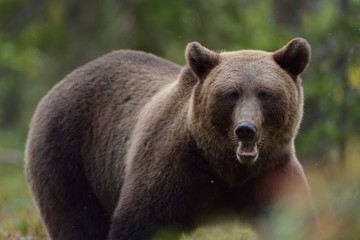 Brown bear portrait in the forest at fall