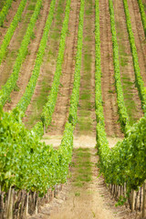 Beautiful vineyards in Chianti, Italy