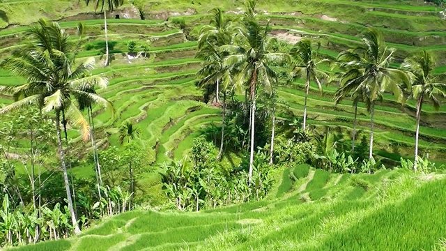 Rice terraces. The island of Bali. Indonesia.