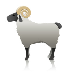 Vector illustration. Sheep on a white background