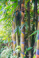 Les bambous de Forest Grove semblent en bonne santé