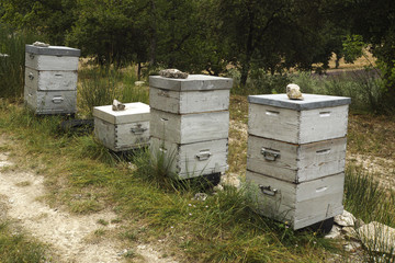 Bienenstöcke, Kloster Senanque, Provence