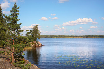 Fototapeta premium spruce on rock Baltic sea fir