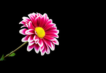 chrysanthemum