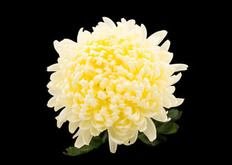 white chrysanthemum