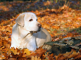 yellow labrador in the park in autumn