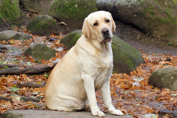 Naklejka na ściany i meble a yellow labrador in the park in autumn