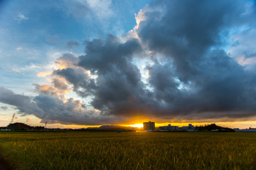 沖縄　麦畑の夕景