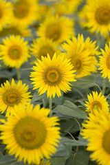 Obraz premium いちめんのヒマワリ畑