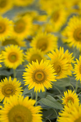 いちめんのヒマワリ畑