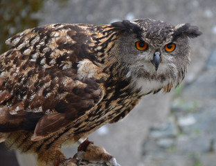 Eurasian Eagle Owl (Bubo bubo)