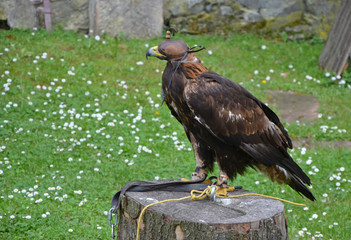 Golden eagle (Aquila chrysaetos)