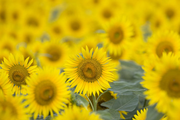 いちめんのヒマワリ畑