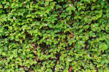 Paddy Fields Wildflowers Background Texture