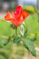 Orange beautiful rose
