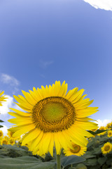 夏空とヒマワリ畑