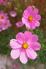 Fototapeta na wymiar Bright pink cosmos flowers