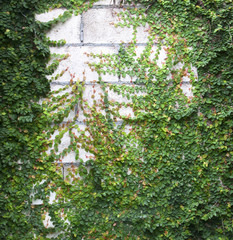 Fototapeta premium Green Creeper