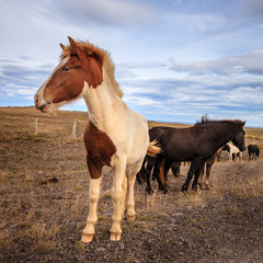 Fototapeta na wymiar Icelandic ponies