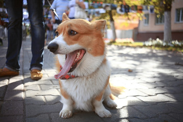 Corgi small dog on the street on a leash