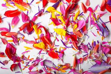 Fototapeta na wymiar The natural texture of multicolored flower petals, colorful