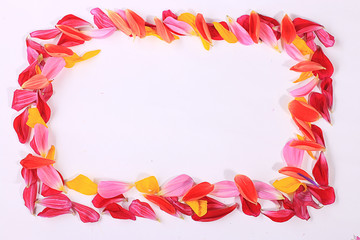 frame of flower petals