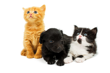 little kittens and spaniel puppy