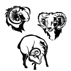 Black and white sheep