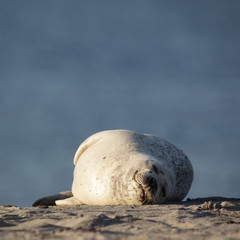 Seehund (Phoca vitulina) © DirkR