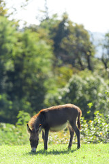 Small donkey