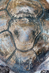 Old Giant Aldabra Tortoise