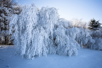 frozen trees
