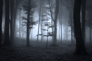Tree silhouette in a fairytale spooky dark forest on fog