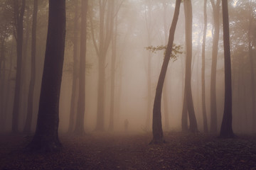 Dark tree with spooky silhouette during a foggy day