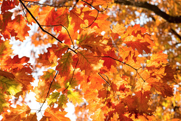 beautiful colored leaves of oak tree