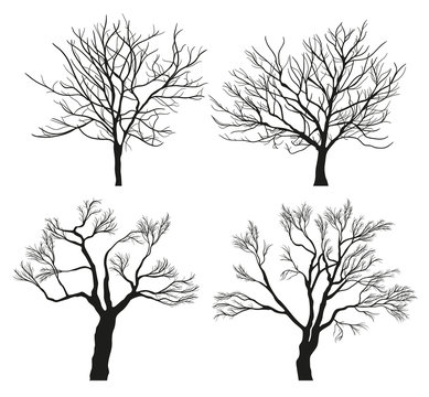 Winter Tree Silhouettes