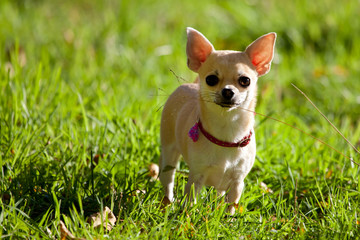 Chihuahua 
