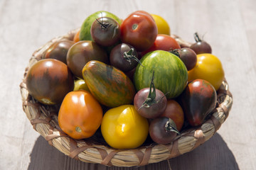 Variety of tomatoes in a basket