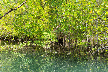 Mangrove trees at Port Launay, Mahe