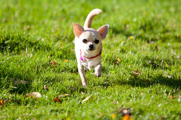 Chihuahua 