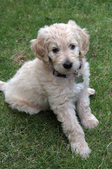 Goldendoodle Puppy Dog Sitting