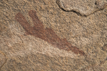 Phillips-Höhle, Giraffe, Ameib, Namibia, Afrika