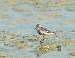 Dunlin