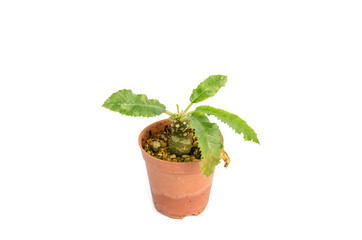 Cactus in the small pots on white background