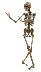 Human Skeleton