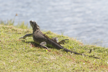Iguana in the meadow. View from behind.
