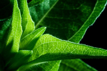 Zinnia Leaf Detail