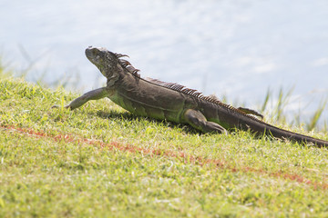 Iguana fleeing on a meadow.