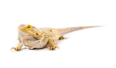 Yellow Bearded Dragon